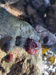 Actinia fragacea