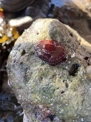 Actinia fragacea