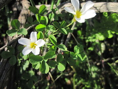 Oxalis tenella