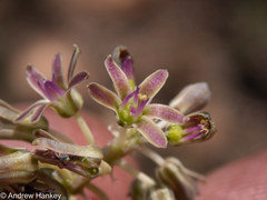 Ledebouria leptophylla