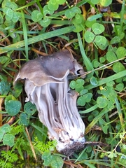 Helvella lacunosa