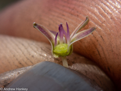 Ledebouria leptophylla