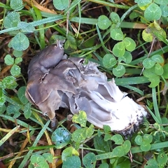 Helvella lacunosa