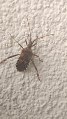 Leptoglossus occidentalis