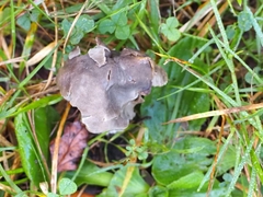 Helvella lacunosa