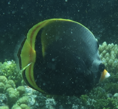 Chaetodon flavirostris