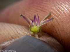 Ledebouria leptophylla