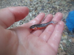 Chrosomus erythrogaster