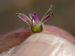 Ledebouria leptophylla