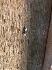 Platynota exasperatana