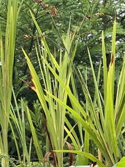 Crocosmia