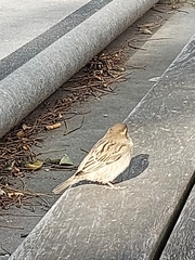 Passer domesticus
