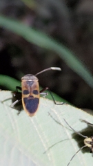 Physopelta gutta