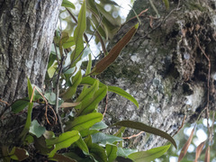 Pyrrosia lingua
