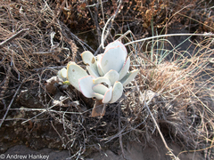 Cotyledon orbiculata oblonga