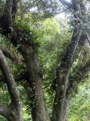 Pyrrosia lingua