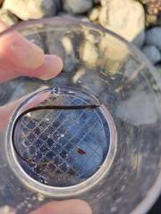 Nerophis lumbriciformis