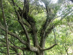 Pyrrosia lingua