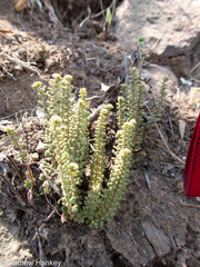 Cheilanthes hirta