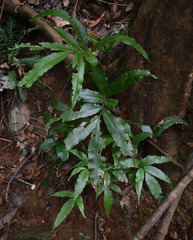 Lastreopsis poecilophlebia