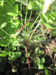 Oxalis tenella