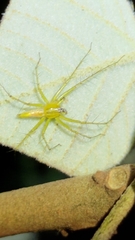 Oxyopes macilentus