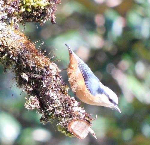 White-tailed Nuthatch (Sitta himalayensis), photo 10