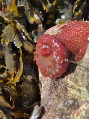 Actinia fragacea