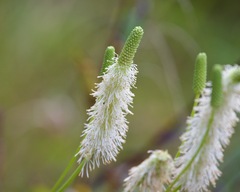 Sanguisorba canadensis