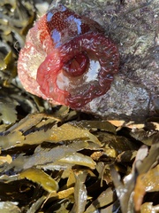 Actinia fragacea