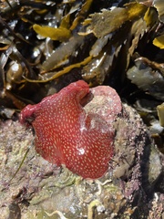Actinia fragacea