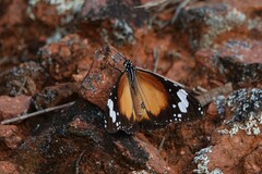 Danaus petilia