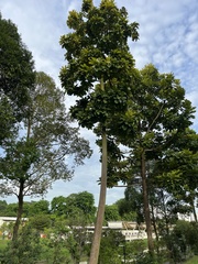 Dillenia grandifolia