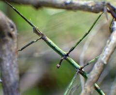 Ctenomorpha marginipennis