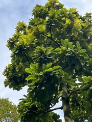 Dillenia grandifolia