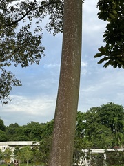 Dillenia grandifolia