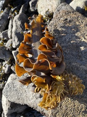 Saccorhiza polyschides