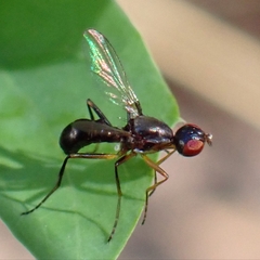Sepsidae
