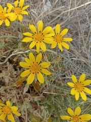 Gazania lichtensteinii