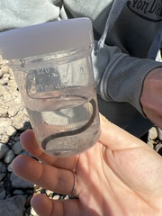 Nerophis lumbriciformis