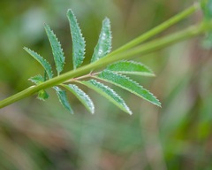 Sanguisorba canadensis