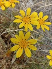 Gazania lichtensteinii