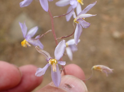 Cyanella pentheri (Cyanella pentheri)
