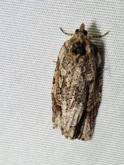 Thrincophora signigerana
