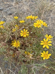 Gazania lichtensteinii