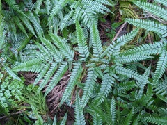 Arachniodes aristata