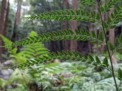 Arachniodes aristata