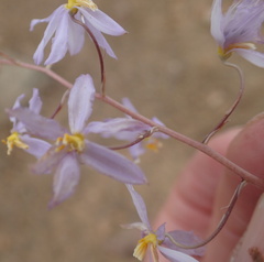 Cyanella pentheri