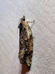 Thrincophora signigerana