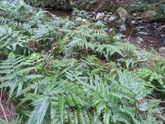 Arachniodes aristata